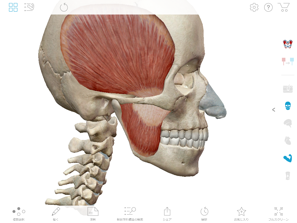 顎関節症に関連する筋肉
