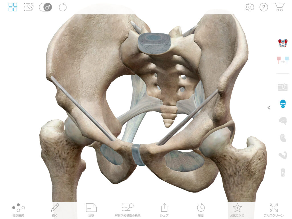 伊勢崎 O脚矯正 O脚の原因となる股関節
