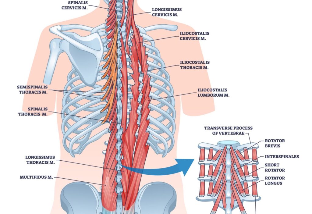 伊勢崎市整体脊柱起立筋